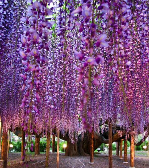 Le plus beau tunnel au monde de wistéria (ou glycine) ! - Mes Clés du  Bonheur